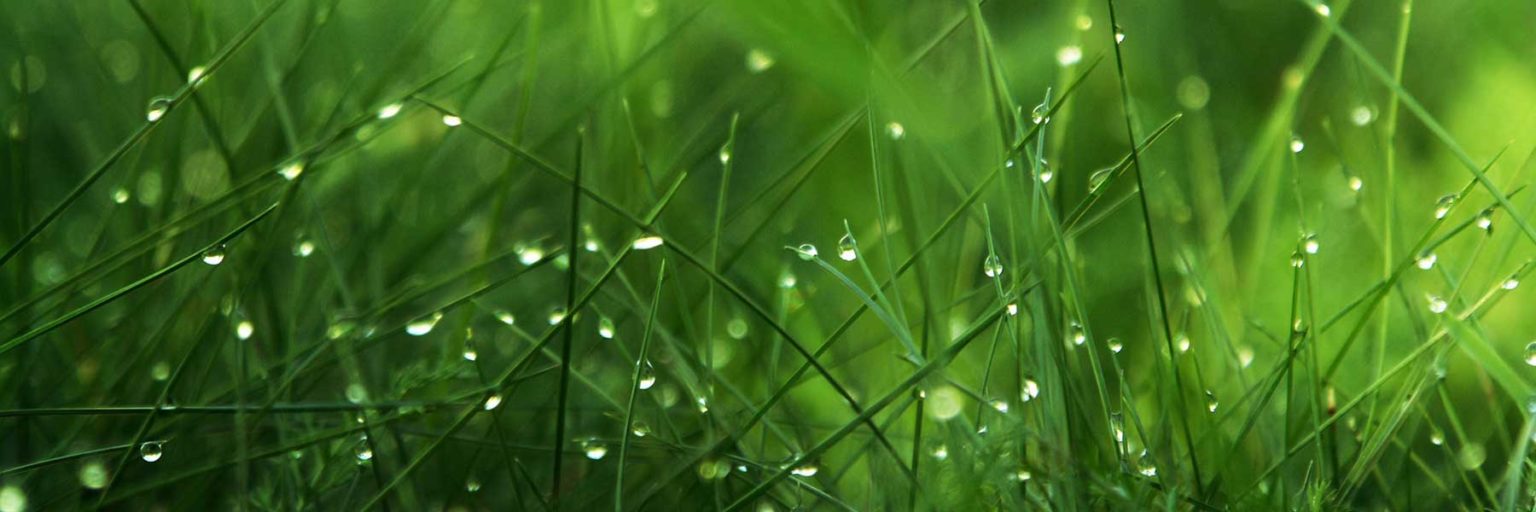 Landscape Services Peter's Landscape Inc. Best tree removal