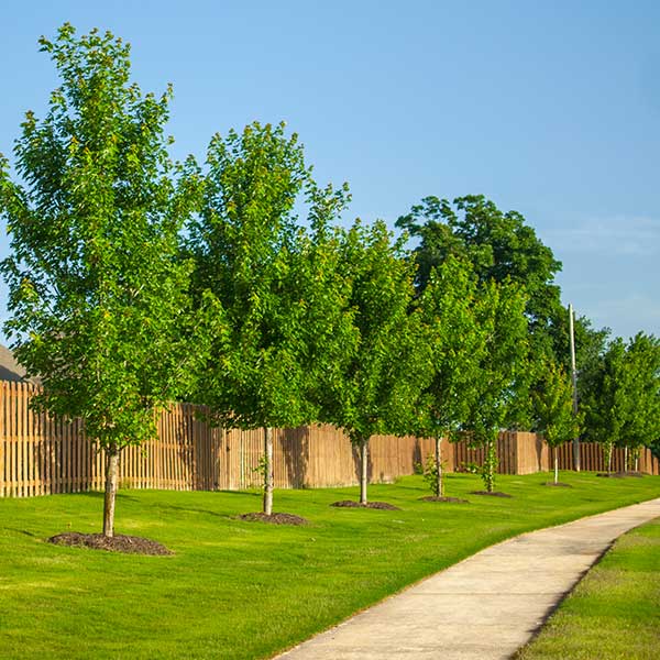 Neighborhoods / HOA Peter's Landscape Inc. Best tree removal