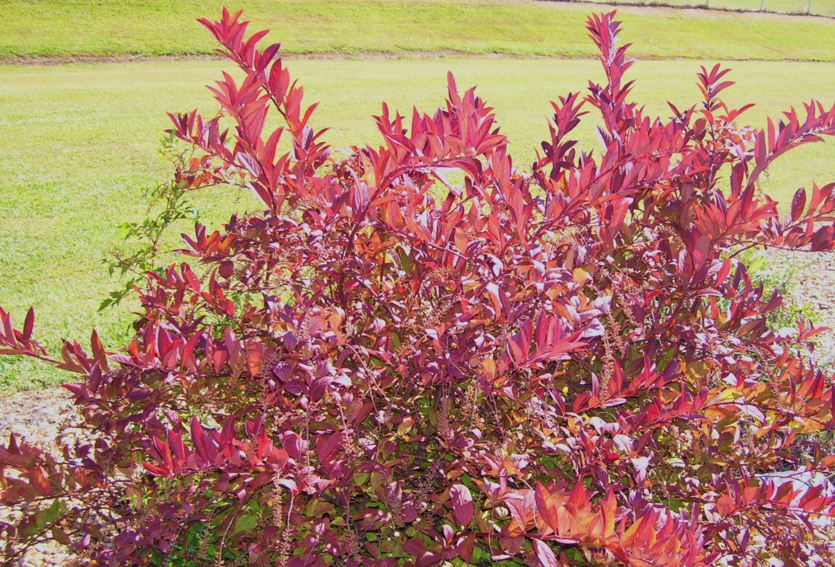 Best Native Trees and Shrubs in Northern Virginia Peter's Landscape Inc. Best tree removal